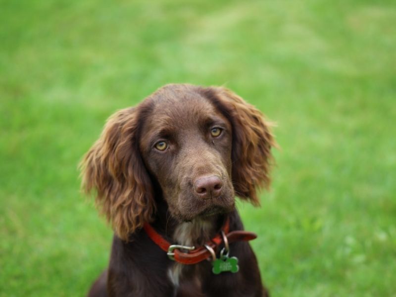 Worth Every Penny: The UK’s Most Popular Dog Breeds By Price – Ruffle ...